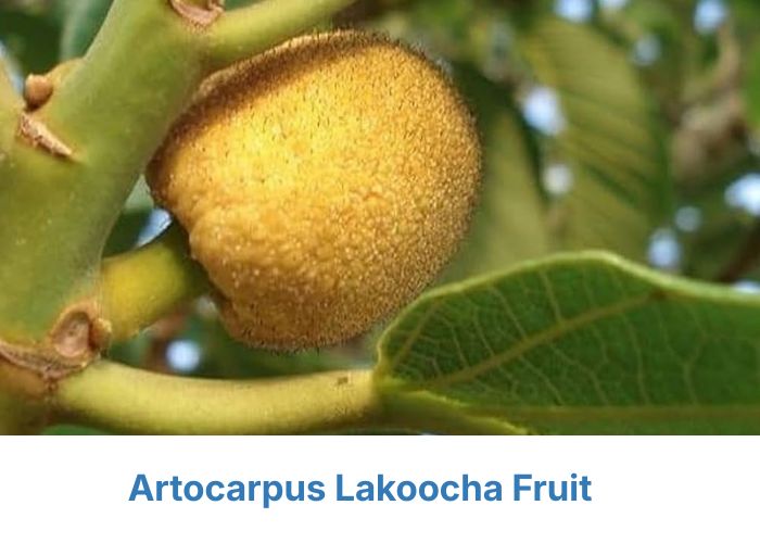 Artrocarpus Lakoocha fruit