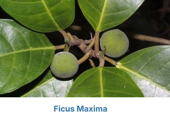 FMaxima