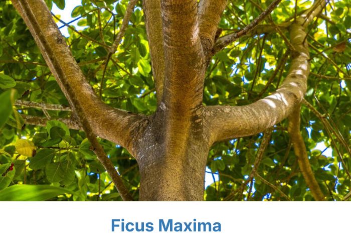 Ficus Maxima stem