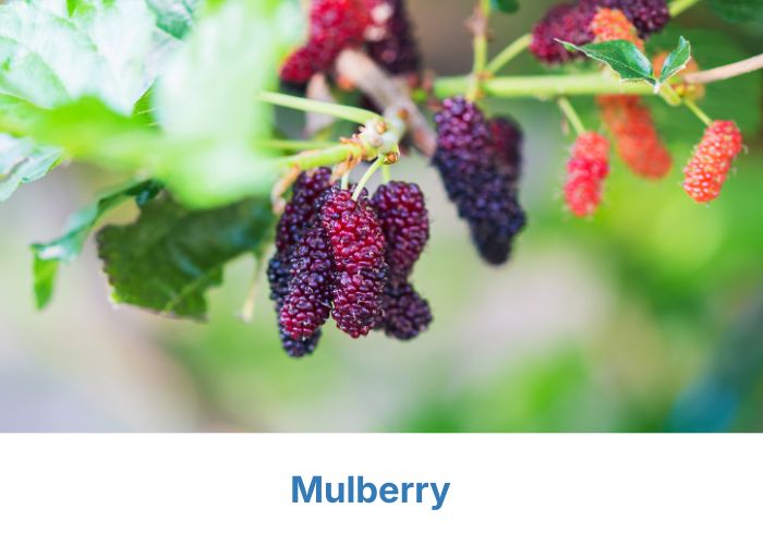 Mulberry